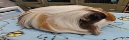 Guinea Pig rodents for sale: Young Longhaired Sheltie Sows RTL - Advert 6