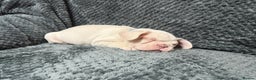 French Bulldog dogs for sale: Cream/ platinum French Bulldog puppy , ready now❤️ - Advert 7