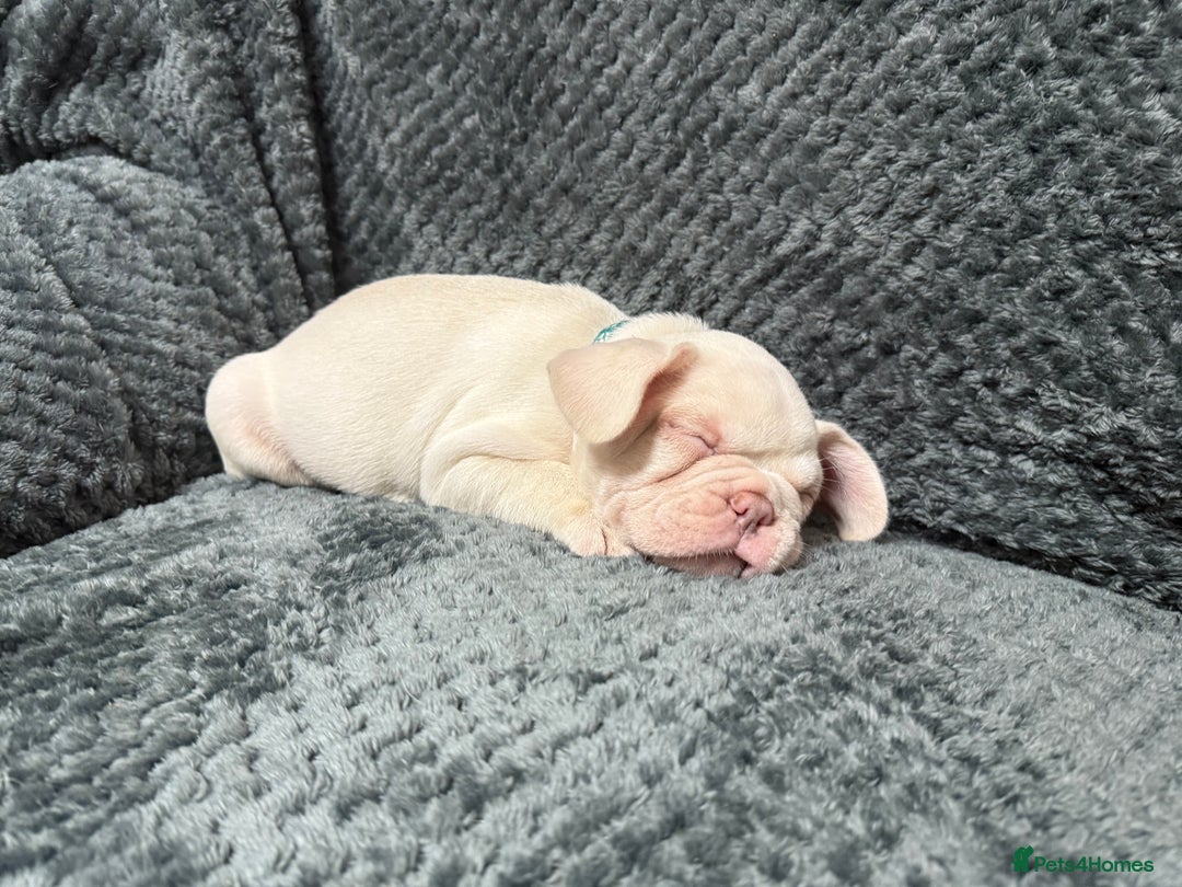 French Bulldog dogs for sale: Cream/ platinum French Bulldog puppy , ready now❤️ - Advert 7