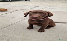 Labrador Retriever dogs for sale: Champain/chocolate puppys - Image 35
