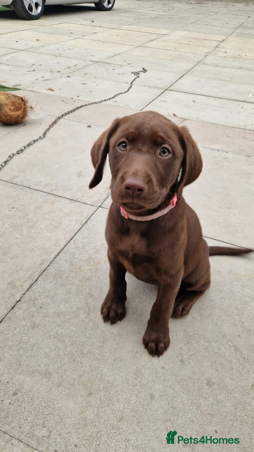 Labrador Retriever dogs for sale: Champain/chocolate puppys - Image 35