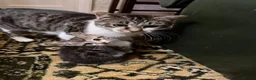 Mixed Breed cats for sale: Lively kittens ready now - Advert 4