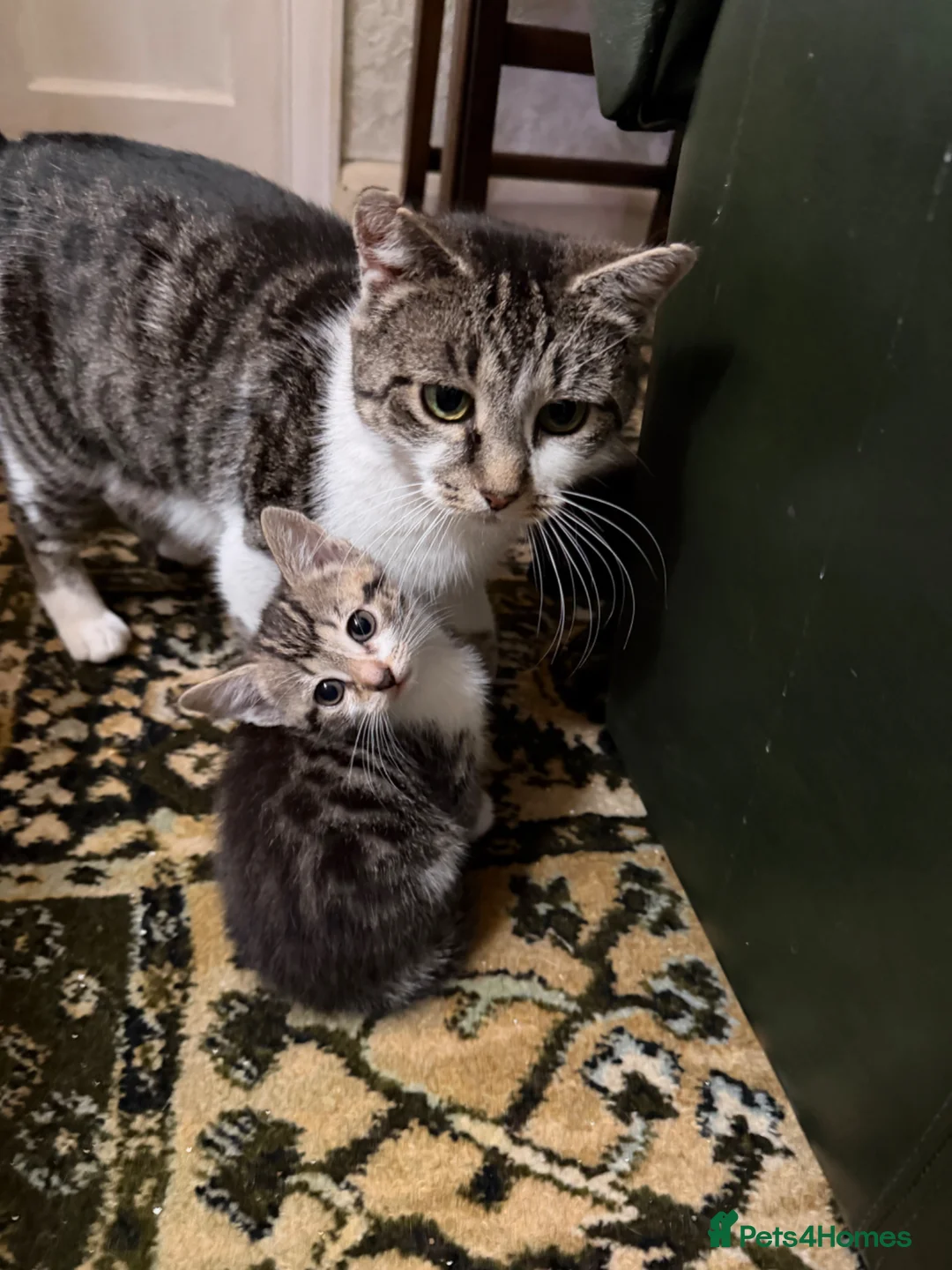 Mixed Breed cats for sale: Lively kittens ready now - Advert 4