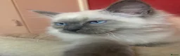 Ragdoll cats for sale: 2 Ragdoll brothers - Advert 3