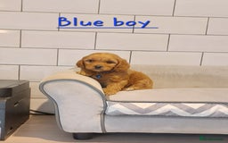 Cavachon dogs for sale: Cavapoochon puppies 🥰 - Image 5