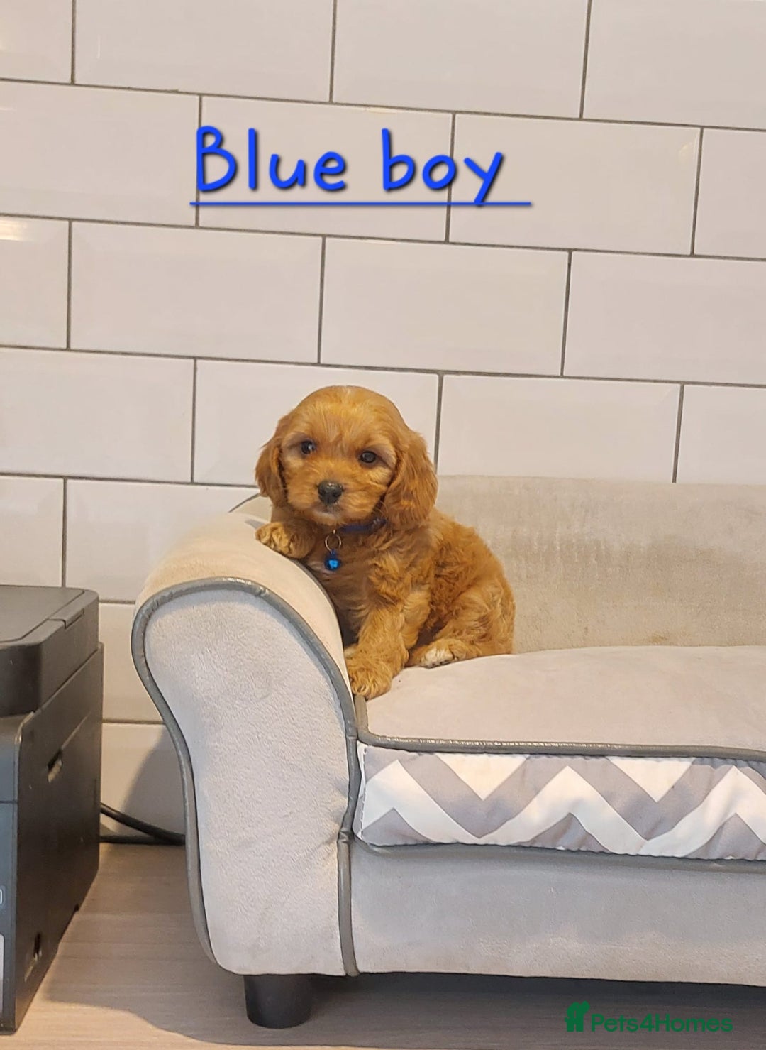 Cavachon dogs for sale: Cavapoochon puppies 🥰 - Image 5