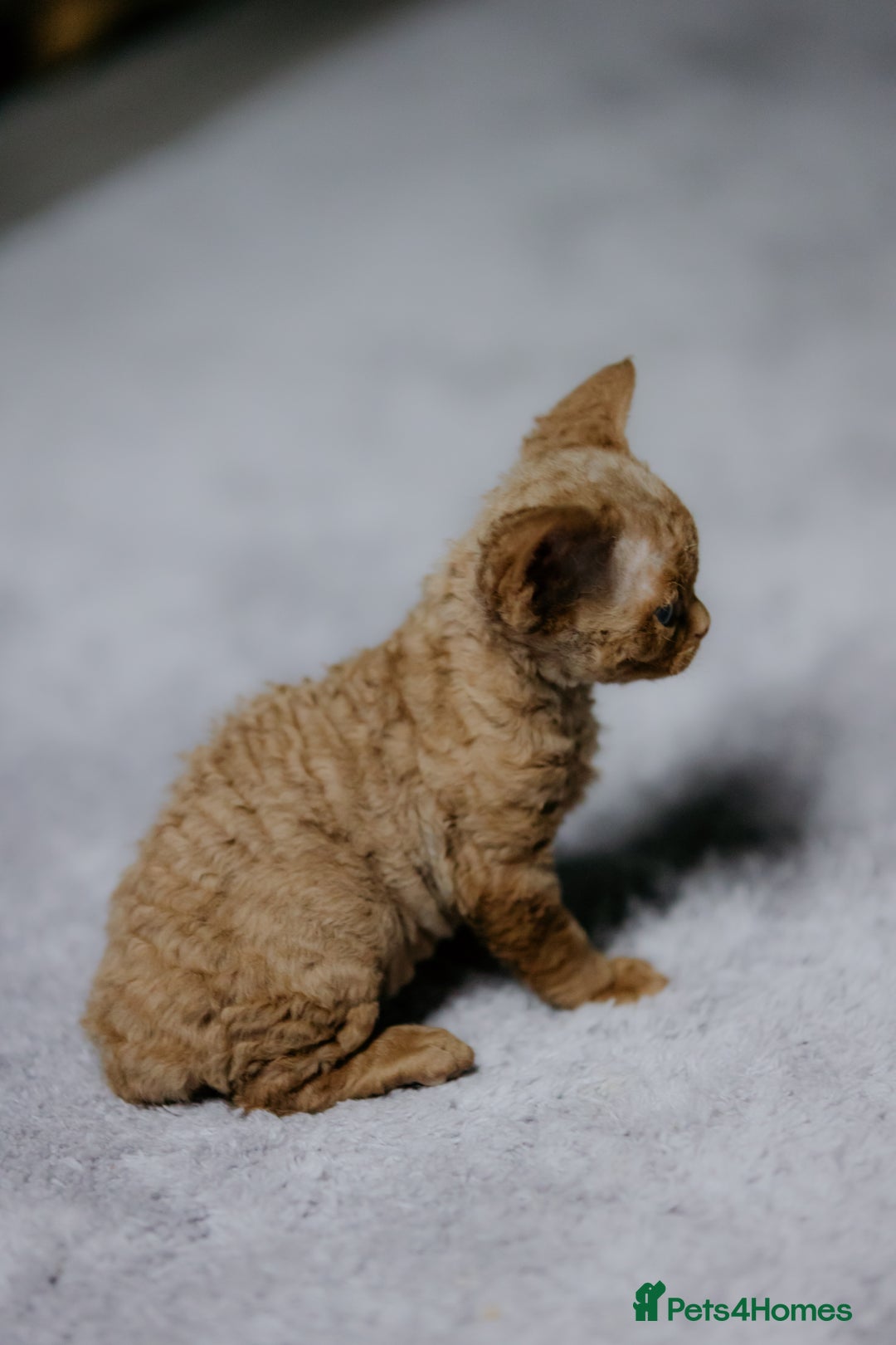 Devon Rex cats for sale: Adorable GCCF Registered DevonRex Kittens FOR SALE - Advert 7