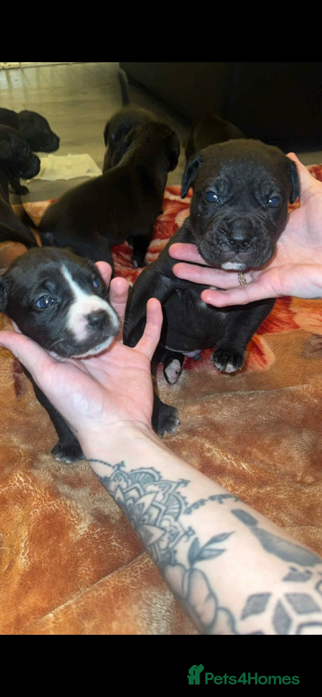 Mixed Breed dogs for sale: Cancorso x puppies  - Advert 3