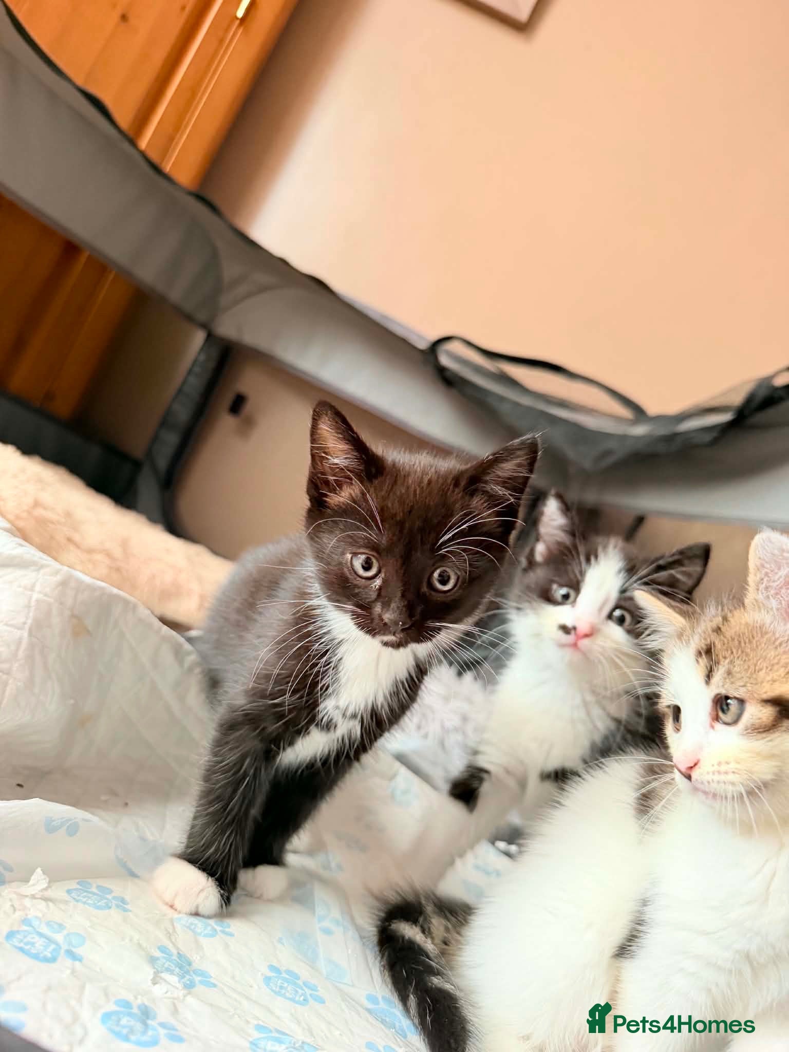 Domestic Shorthair cats Ready to leave next week!🤩 - Advert 1