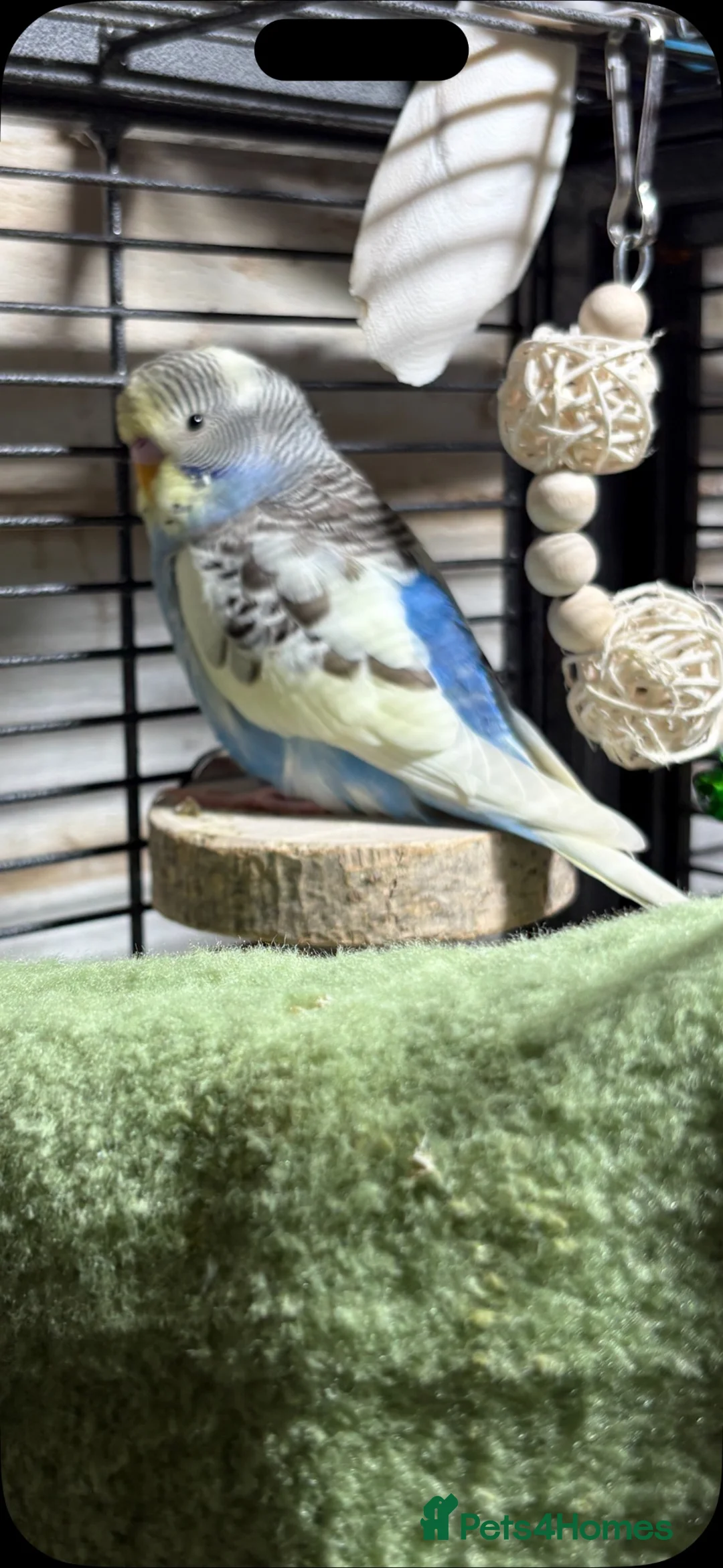 Budgerigars birds for sale: Young budgies for sale - Advert 2