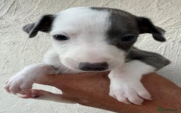 Whippet dogs for sale: Whippet puppies Ready soon! 5 BOYS left  - Image 22