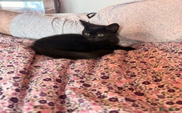 British Shorthair cats for sale: Black female kitten  - Advert 2