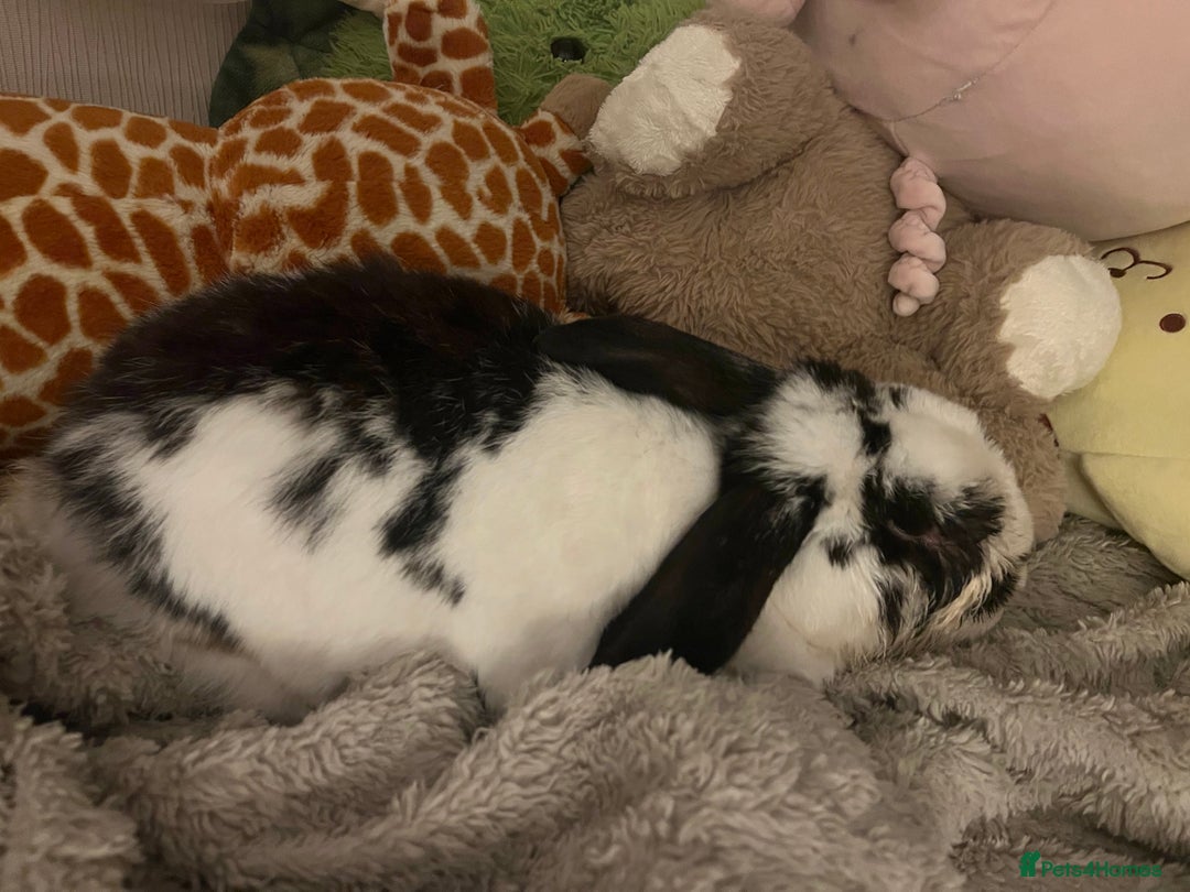 Mixed Breed rabbits for sale: Male rabbit thumper for rehoming - Advert 2