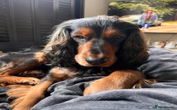Cocker Spaniel dogs for sale: Rocky - 4.5 year old cocker spaniel - Image 10