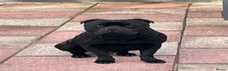 Staffordshire Bull Terrier dogs for sale: 💥BLACK STAFFY PUPS JUST BORN💥 - Advert 4