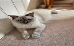 Ragdoll cats for sale: GCCF Champion Line Beautiful Ragdoll Kikki - Image 1