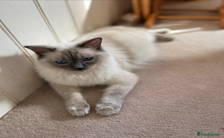 Ragdoll cats - Advert 3
