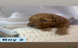 Toy Poodle dogs for sale: KC registered tiny toy poodles  - Image 10