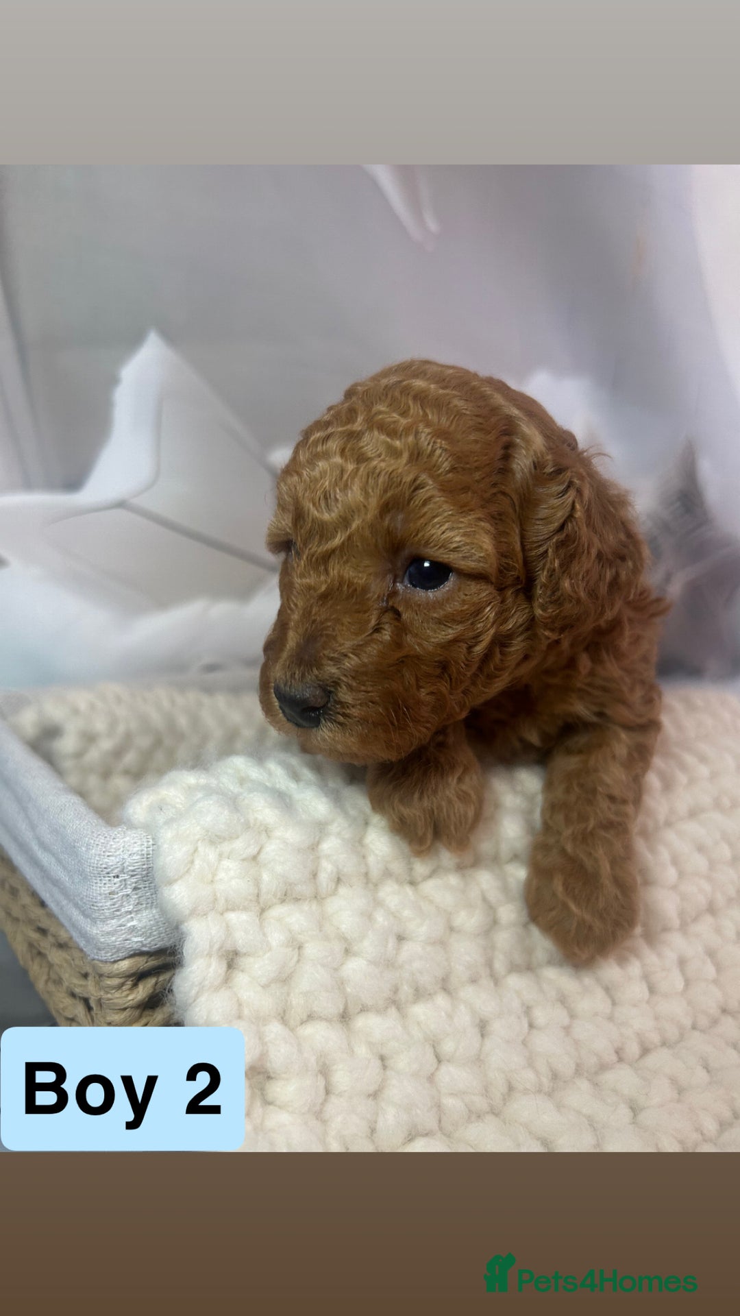 Toy Poodle dogs for sale: KC registered tiny toy poodles  - Image 10