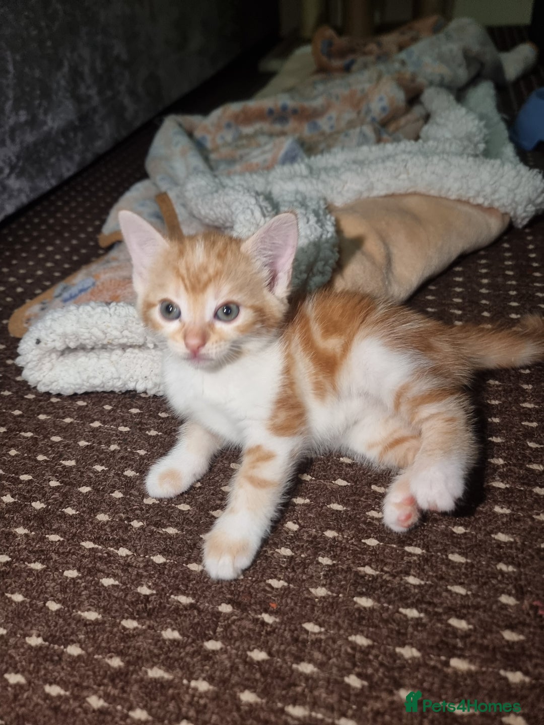 Mixed Breed cats for sale: Looking for forever home - Image 5