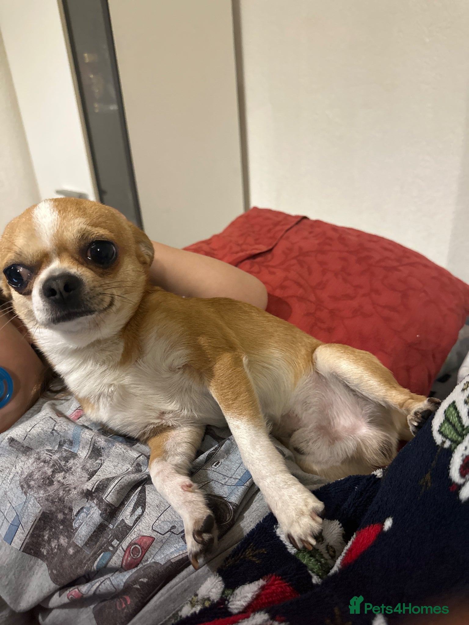 Chihuahua dogs I sell - Advert 1
