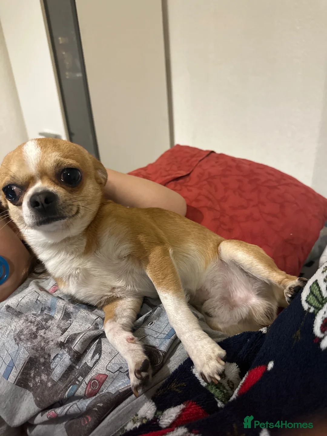 Chihuahua dogs for sale: I sell in Bradford - Advert 1