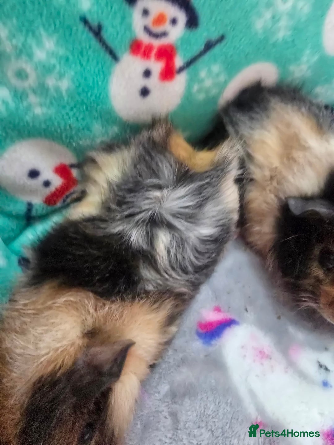 Guinea Pig rodents for sale: Funky Boars - Advert 5