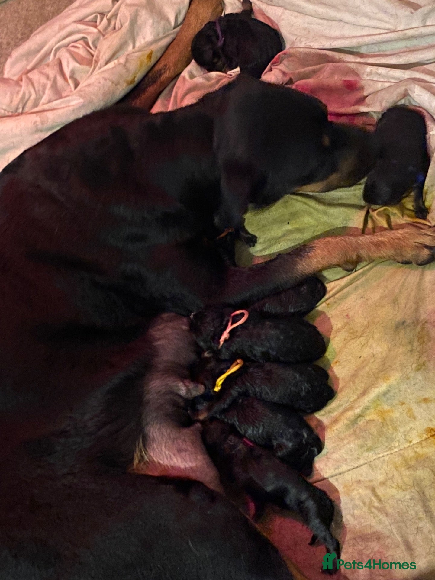 Rottweiler dogs German and American Rottweiler Mix - Advert 4