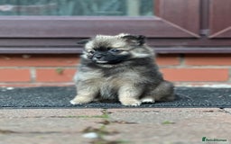 Pomeranian dogs for sale: 5 BEAUTIFUL TEDDY TYPE FOXY POMERANIANS - Image 9