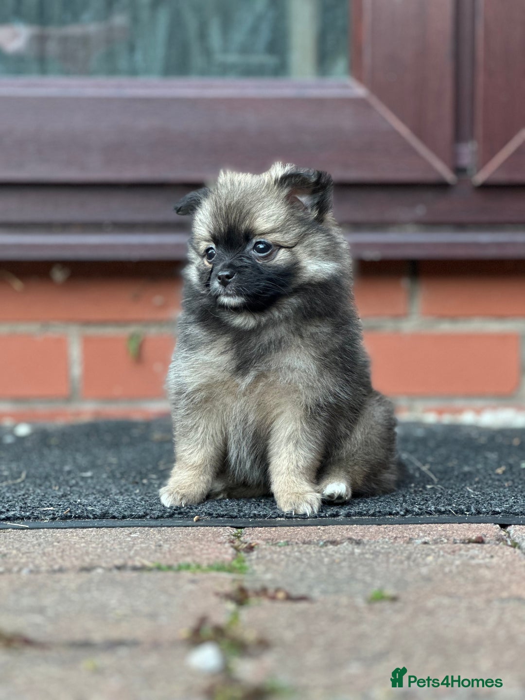 Pomeranian dogs for sale: 5 BEAUTIFUL TEDDY TYPE FOXY POMERANIANS - Image 9