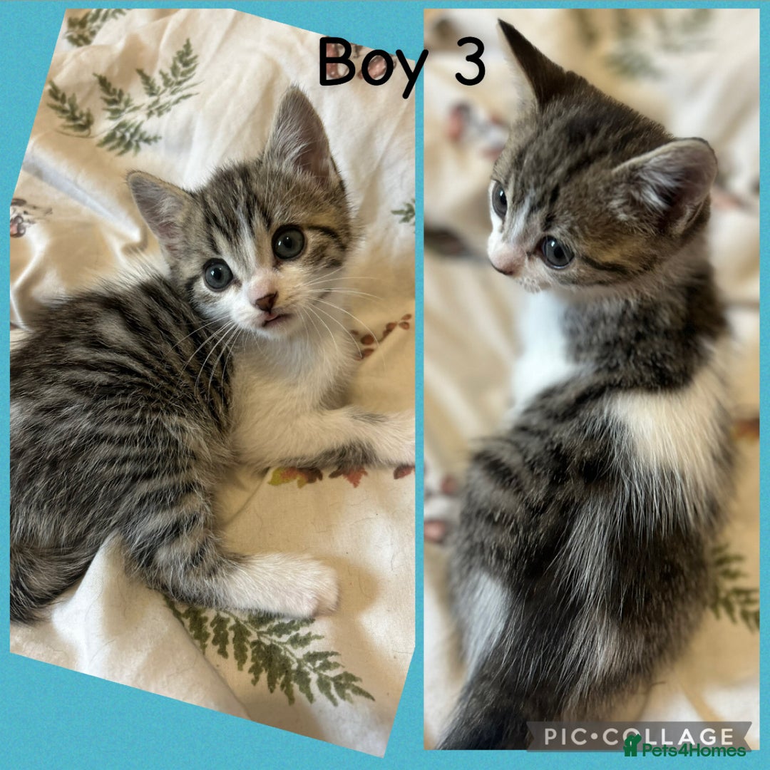 Mixed Breed cats for sale: 4 Gorgeous Kittens For Sale. - Image 1