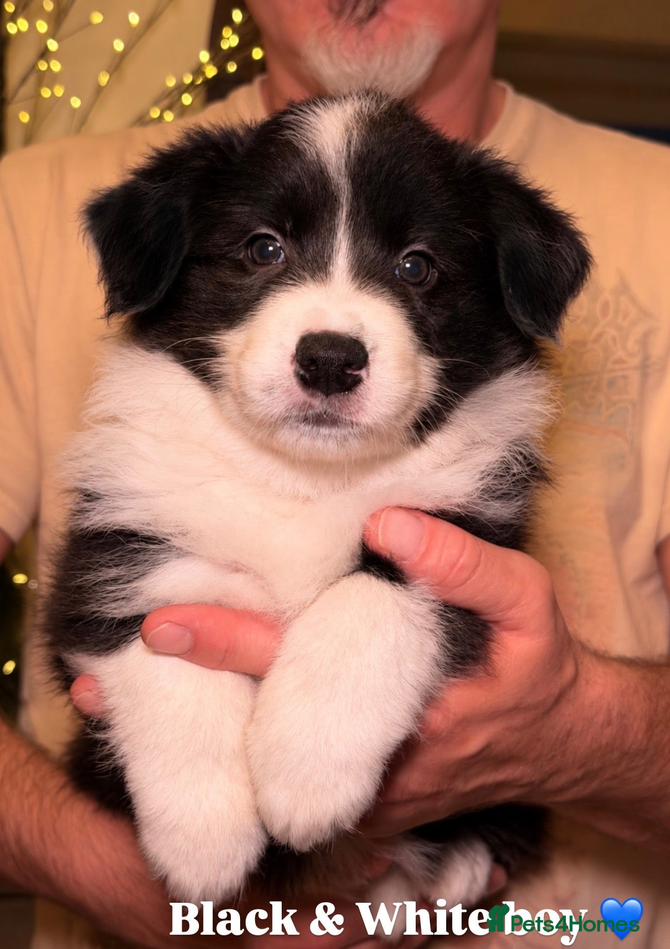 Border Collie dogs for sale: Beautiful Champion Line Puppies  - Advert 2