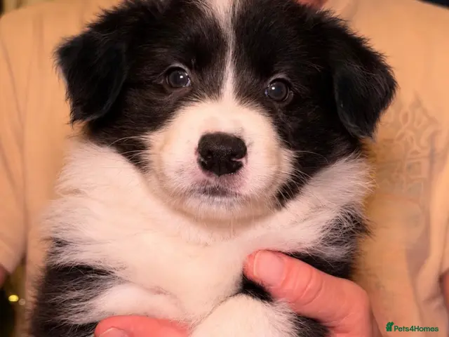 Border Collie dogs for sale: Beautiful Champion Line Puppies - Advert 2
