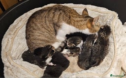 Mixed Breed cats for sale: 10 stripy kittens looking for new home - Image 6
