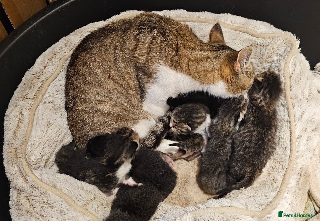 Mixed Breed cats for sale: 10 stripy kittens looking for new home - Image 6
