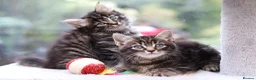 Mixed Breed cats for sale: Tabby Kittens Ready Soon - Advert 26
