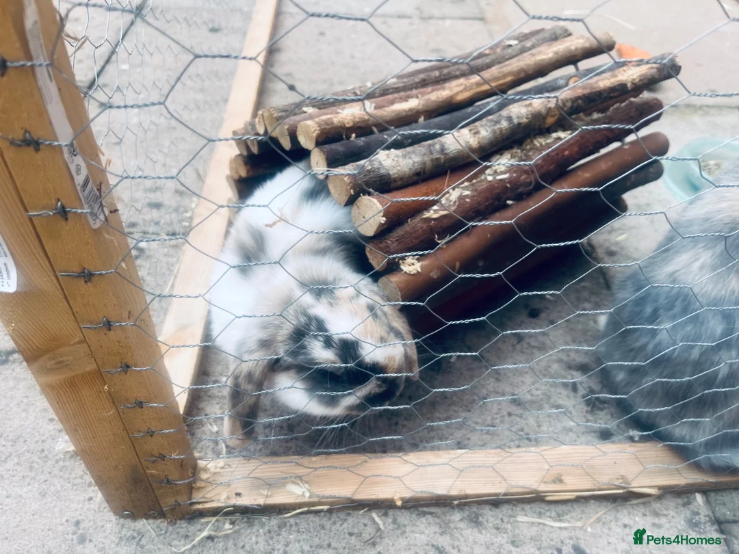 Mini Lop rabbits for sale: 2 x mini lops in Evesham - Advert 2