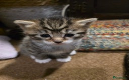 Maine Coon cats for sale: Mainecoon Mix Kittens for Sale  - Image 8
