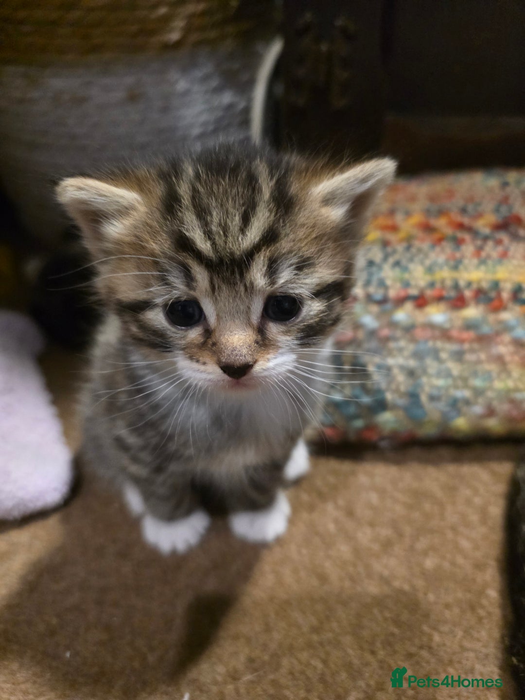 Maine Coon cats for sale: Mainecoon Mix Kittens for Sale  - Image 8