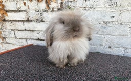 Mini Lion Lop rabbits for sale: Beautiful Lion Lop Sisters - Image 6