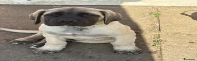 Mastiff Puppy 1