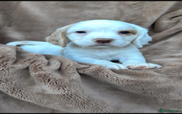Cocker Spaniel dogs for sale: Gorgeous kc registered cocker spaniel puppies - Image 38
