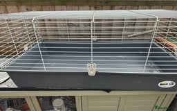 Guinea Pig rodents for sale: Mickey is looking for a new home. - Image 10