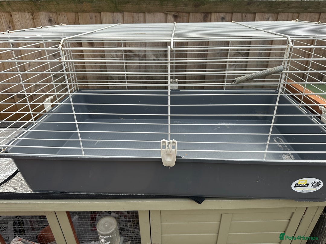 Guinea Pig rodents for sale: Mickey is looking for a new home. - Image 10