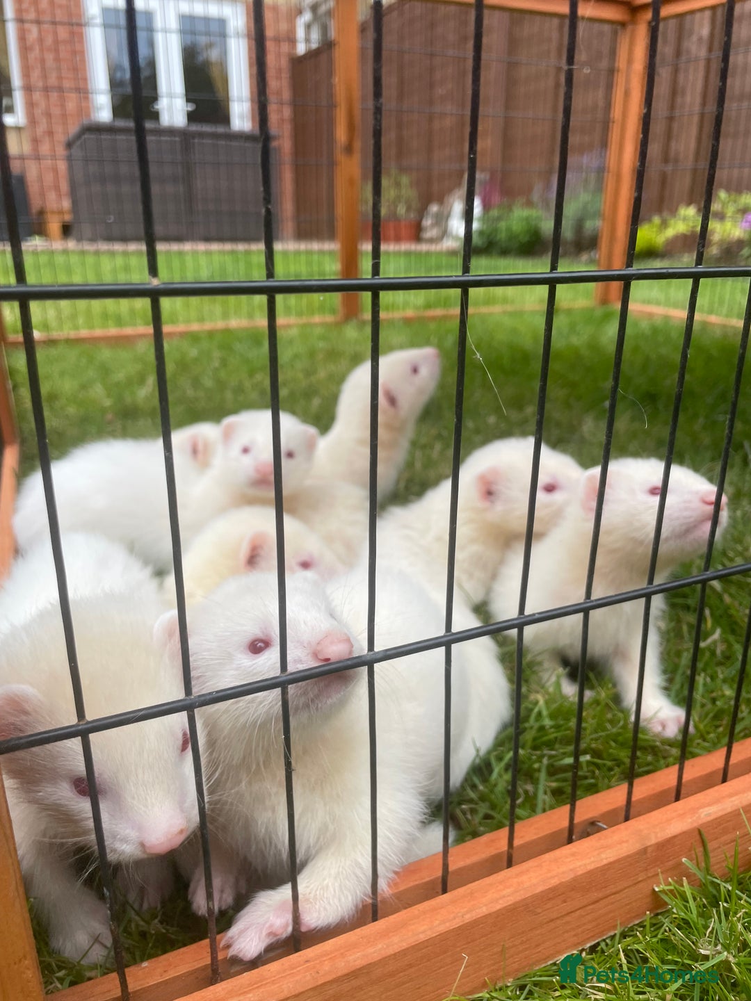Ferret rodents for sale: Albino kits for sale  - Image 3