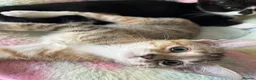 Mixed Breed cats for sale: 6 lovely female kittens.  - Advert 27
