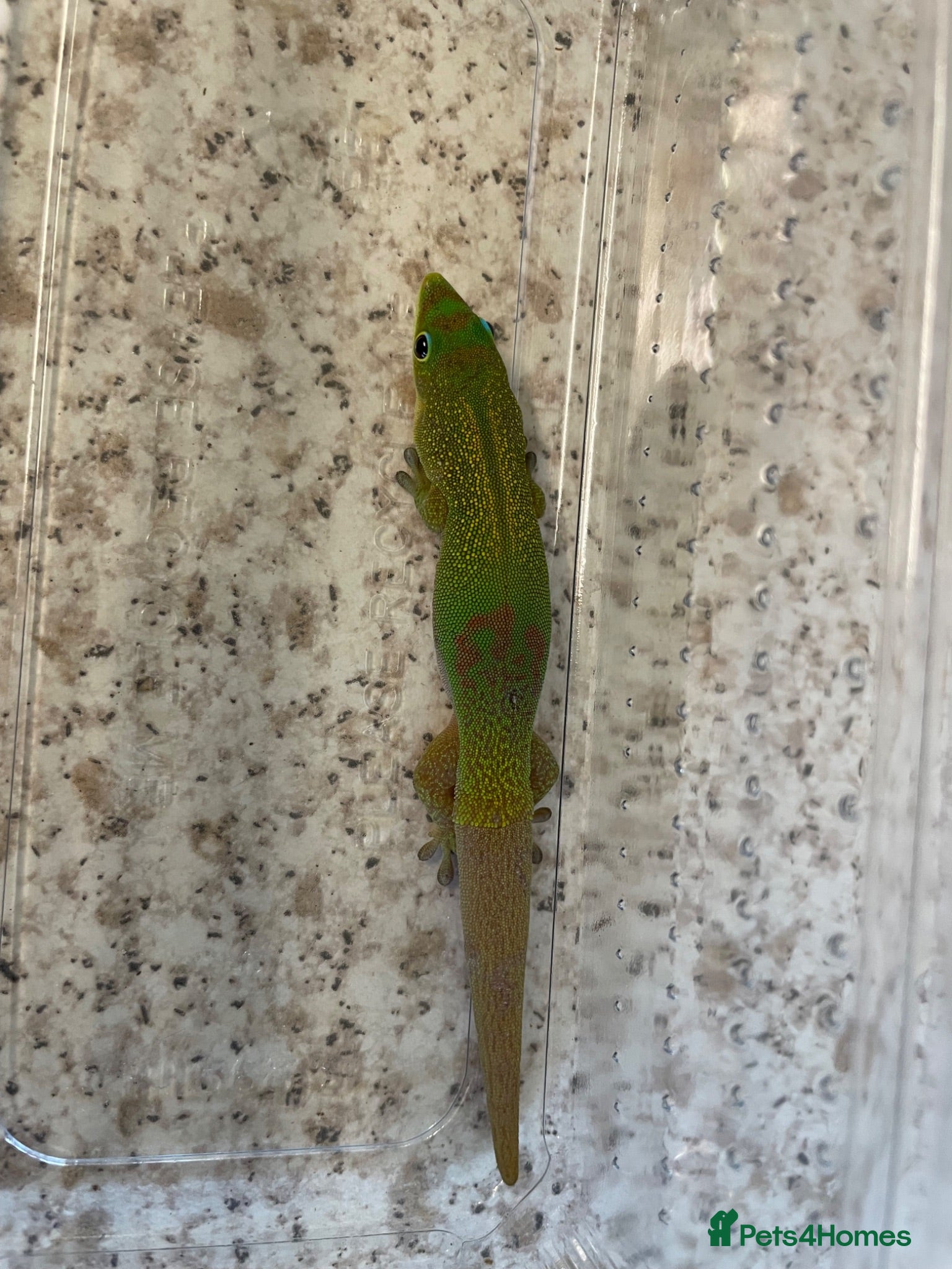 Gecko reptiles Female gold dust day gecko - Advert 4