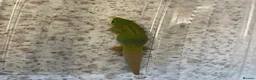 Gecko reptiles for sale: Female gold dust day gecko - Advert 1