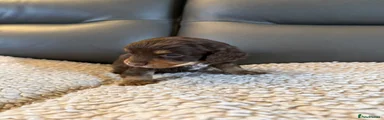 Cockapoo 3