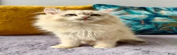 British Longhair cats for sale: Champion lines Golden British Longhairs - Advert 6